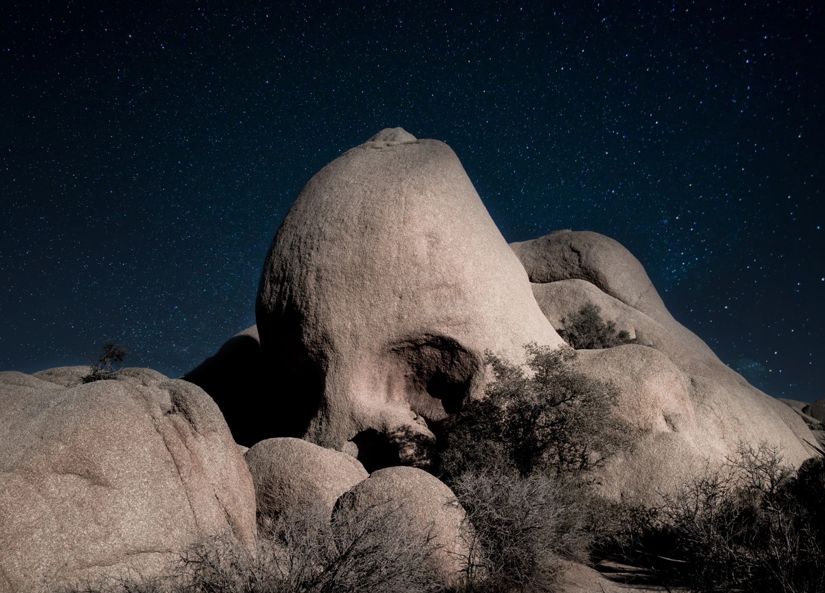 joshua tree at night